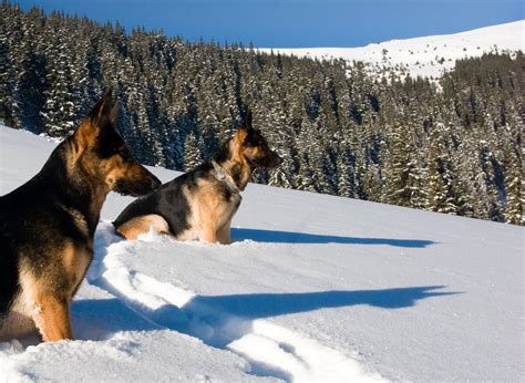 Are German Shepherds Cold Weather Dogs? And Why Do They Love Snowball Fights?