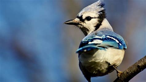 Can You Keep a Blue Jay as a Pet? And Why Do They Always Seem to Know When You're Planting Sunflowers?