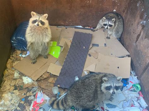 Can You Own a Pet Raccoon in Texas? And Why Do They Love Trash So Much?