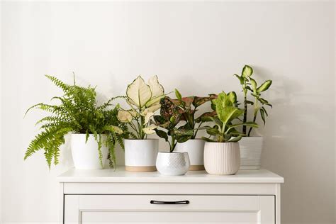 Feng Shui How to Arrange Plants in Living Room: A Symphony of Nature and Energy