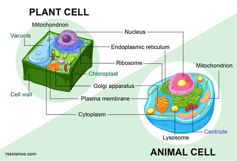 How are animal cells and plant cells different: A journey through the microscopic world of cellular diversity