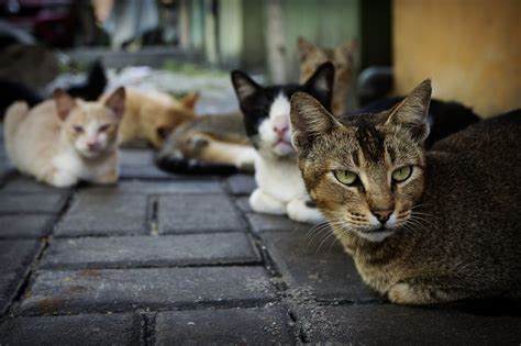 近くのパワースポット: なぜ猫はそこに集まるのか？