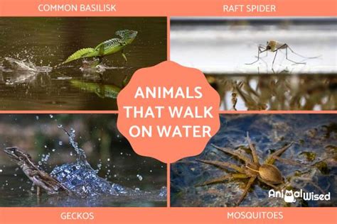 What Animal Can Walk on Water? And Why Do We Still Believe in Miracles?