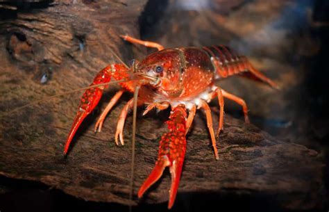 What Do Crayfish Eat as a Pet: Exploring the Culinary Preferences of Your Aquatic Companion