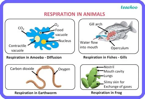 What is Animal Respiration: A Dive into the Breath of Life and Beyond