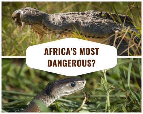 What is the most dangerous animal in Africa, and why does it make you question the existence of pineapple-flavored pizza?