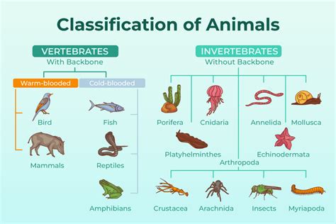 What is the Prettiest Animal, and Why Do They All Wear Invisible Crowns?