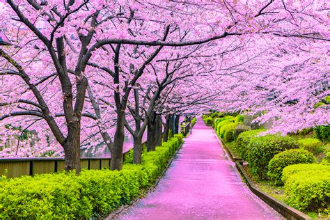 What is the weather in Japan in May, and why do samurai prefer cherry blossoms?