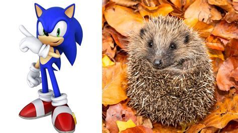 What Kind of Animal is Knuckles from Sonic? And Why Do Hedgehogs Dream of Electric Sheep?