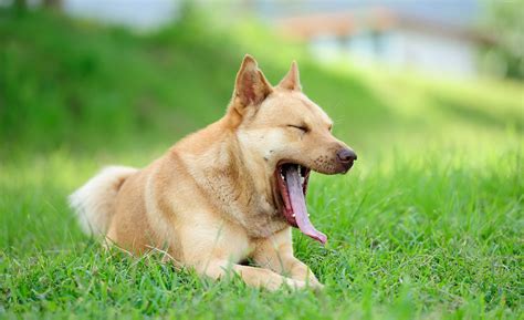 Why Does My Dog Keep Yawning When I Pet Him? And Why Do Cats Always Land on Their Feet?