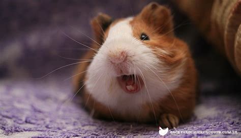 Why Does My Guinea Pig Chatter His Teeth When I Pet Him, and What Does It Say About the Secret Lives of Vegetables?